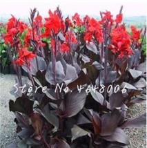 200 pcs Canna Lily Flore Outdoor Indoor Seeds - Red Flowers with Dark Red Leaves - £9.38 GBP