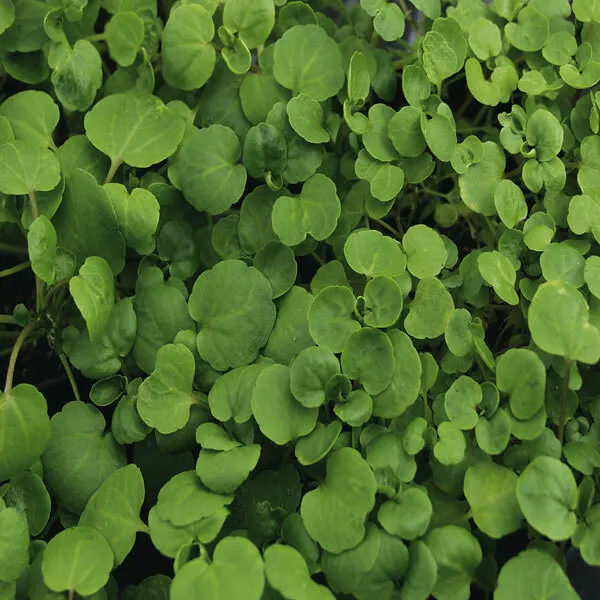 1000 Watercress Cress Seeds Heirloom Non GMO - $4.00