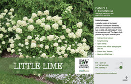 LITTLE LIME® Hydrangea PP#22330 qt pot image 6