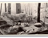 Northern White Tailed Deer Field Museum Chicago Illinois IL UNP DB Postc... - $3.91