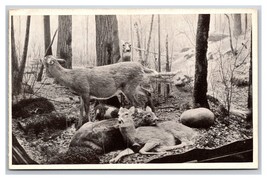 Northern White Tailed Deer Field Museum Chicago Illinois IL UNP DB Postcard Q24 - £3.08 GBP