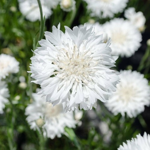 Tall White Bachelor Button Cornflower Seeds 200+ Flower  - $4.75