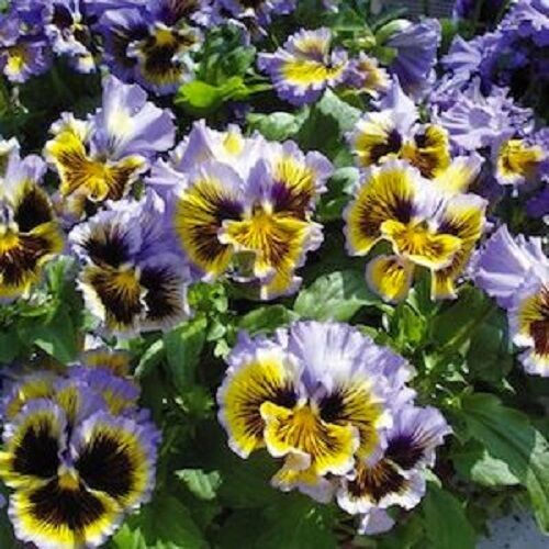 Primary image for NEW! 30 Of FRIZZLE SIZZLE YELLOW BLUE SWIRL RUFFLED PANSY FLOWER SEEDS - PERENNI