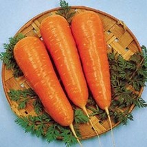 Carrot Royal Chantenay Fresh Seeds Fast Shipping - £14.31 GBP