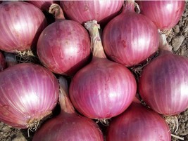 Red Burgundy Onion Seeds 200 Vegetable Garden Fresh Garden Fast Shipping - $3.88
