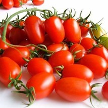 US Seller Organic 200 Red Cherry Tomato Seeds Cherry Tomatoes Fast Shipping - $10.99