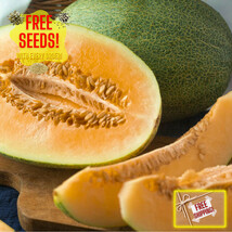 Fresh Sweet Delicious Hami Melon Seeds Heirloom Nongmo Asian Fruit Seeds - £8.26 GBP