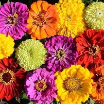 USA Non GMO 100 Seeds Zinnias Confetti Mixed Colors Heirloom Bees Butterflies Po - £7.06 GBP