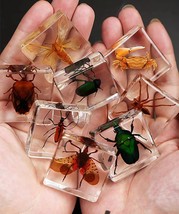 8 Pcs Insect in Resin Specimen Bugs Collection Paperweights Arachnid Res... - $38.48