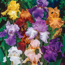 25 Iris Flower Mixed Seeds Color Garden Plants - £10.99 GBP