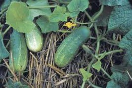 ArfanJaya Pickling Cucumber Seed National Heirloom Non Gmo 25+ Seeds Pickle - £6.63 GBP