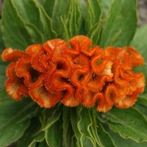 Orange Celosia Flower Seed Cockscomb Seeds 500 Seeds USA Fast Shipping - £13.29 GBP