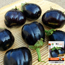 Black Beauty Eggplant Seeds - £9.64 GBP