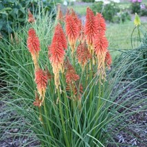 25 Red Routette Torch Lily Hot Poker Flower Seeds Perennial - £12.94 GBP