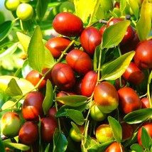 Jujube Tree Seeds Chinese Red Date Ziziphus Jujuba Ber Hong Tsao Zao Dates Korea - $7.90