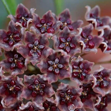 carnivorous plant seeds carnivorous-plant-seeds-for-planting-100-pcs  Beautiful Blooms, Flower  Seeds  Neeraseeds