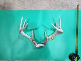 H55 Whitetail Deer Skull Plate Antler - $59.40