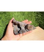 Natural Platyclymenia &amp; Gonitites plate ammonites fossil moroccan fossil - $1,276.98 MXN