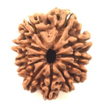 11 Mukhi Rudraksh / Eleven Face Rudraksha - 25.60 mm - Nepal - IGL certi... - $114.39