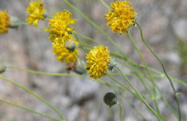 Greenthread Wildflower Yellow Wild Flower Navajo Tea 58 Seeds - $5.00