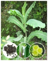 25+ Wild/Opium Lettuce Seeds (Lactuca virosa) Free Shipping - £5.08 GBP