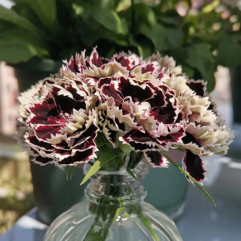 FA Store 20 Seeds of Carnation Black White Minstrel Flowers Dianthus Hed... - £9.45 GBP