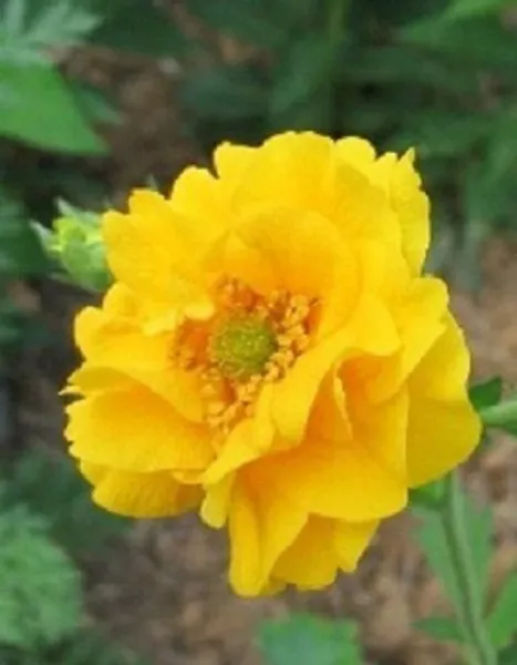50 Geum Giant Yellow Lady Strantheden Perennial Flower Fresh Seeds for Planting - £14.62 GBP