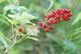 Red Baneberry {Actaea rubra}Pre-Stratified 20 seeds  - $10.32