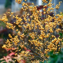 4&quot; Pot Gold Winterberry Holly Berry Heavy Live Plant Proven Winners Garden - £45.16 GBP