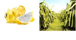30+ Yellow Dragonfruit Seeds: Pitaya Dragon Fruit Tree Cactus Hylocereus - £22.32 GBP