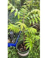 0.5-1 gallon potted Staghorn sumac 2 year old 1-2 ft tall, Pink lemonade... - $66.59 CAD