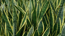 Rooted Sansevieria Draceana Snake Plant Mother in Law&#39;s Tongue - Air Purifying - £5.06 GBP