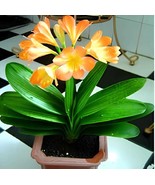 200 Seeds Clivia Bonsai Clivia Potted Bonsai Balcony Flower - $301.11 MXN