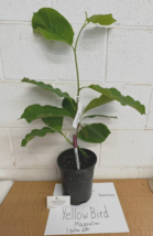 Yellow Bird Magnolia 1 gallon pot image 5