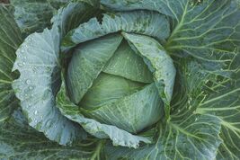 Late Flat Dutch Cabbage Seeds, Cabbage Wraps, NON-GMO, Heirloom, FREE SH... - $1.97+
