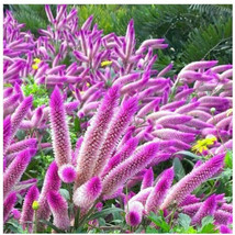 200 Flamingo Celosia Plant (Celosia Spicata) Seeds - $18.00