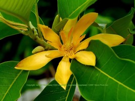 5 Seeds Joy Perfume Tree RARE Magnolia Family Stunning Orange Blossom    - £3.94 GBP