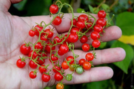 VPF 30+ Sweet Pea Currant Tomato Seeds - TINY - 1000&#39;s of Tomatoes ------------  - £1.75 GBP