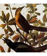 Boat Tailed Grackle Bird 1946 Color Art Print John James Audubon Nature ... - €25,83 EUR