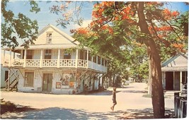 Postcard, Royal Poinciana, Key West, Florida - £7.83 GBP
