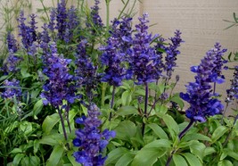 100 Seeds - Blue Sage - Salvia Farinacea - $8.99