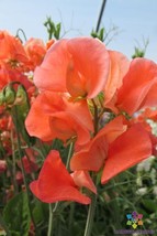 50 Maloy Sweet Pea Seeds Free Shipping - £12.47 GBP