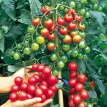 BEST 50 Seeds Easy To Grow Supersweet Tomato Hybrid Vegetable Fresh Tomatoe - £7.81 GBP