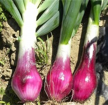 ONION TROPEANA LUNGA, 300 SEEDS R - $267.26 MXN