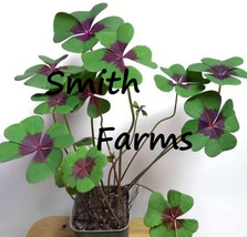 SL 25+ Seeds 4 Leaf Oxalis Flowers Two Tone Green Purple Pedals - $4.50