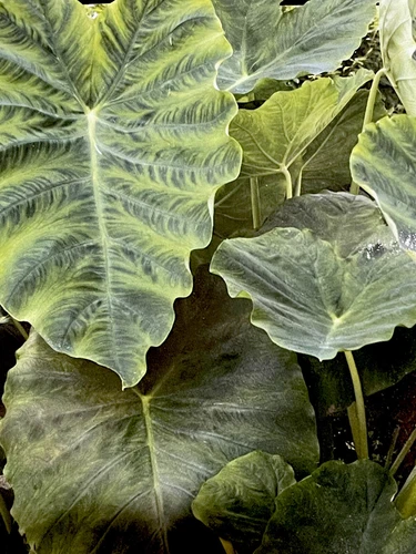 Hardy Elephant Ear ‘Big Leaf Green’ (1) Bulb - $4.06