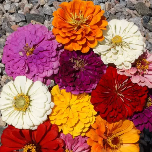 PSStore 100 California Giants Mix Zinnia Non-Gmo Vegetable Seeds - $9.62