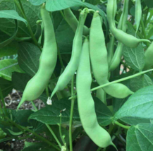 EASY TO GROW SEED - 15 Seeds Roma II Bush Green Bean - £3.18 GBP