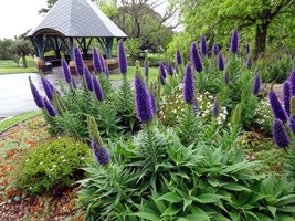 15 Echium Flower Seeds - $13.49