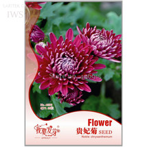 Noble Chrysanthemum Balcony Potted Flowers Chrysanthemum 20 Gardening - $8.22